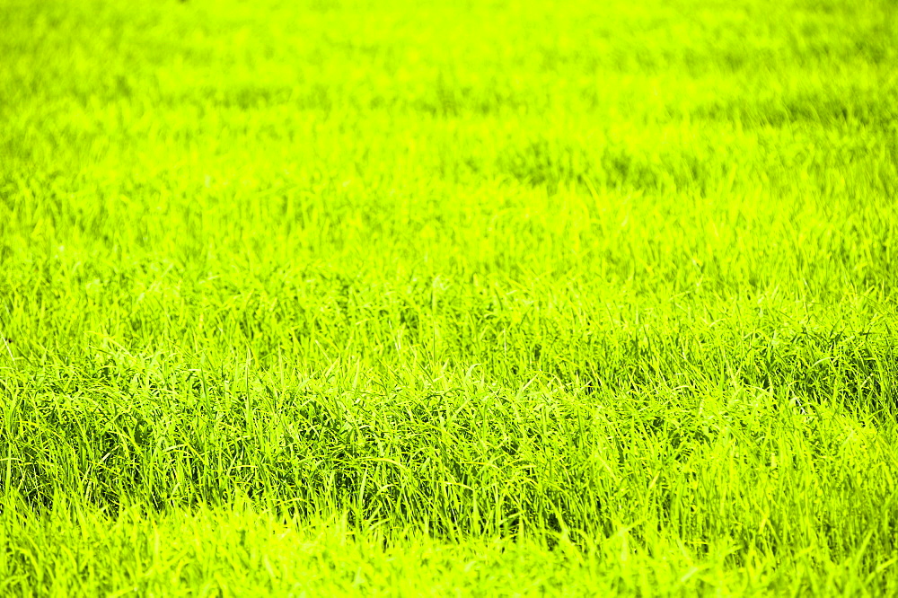 Rice paddy fields near Chiang Rai, Thailand, Southeast Asia, Asia