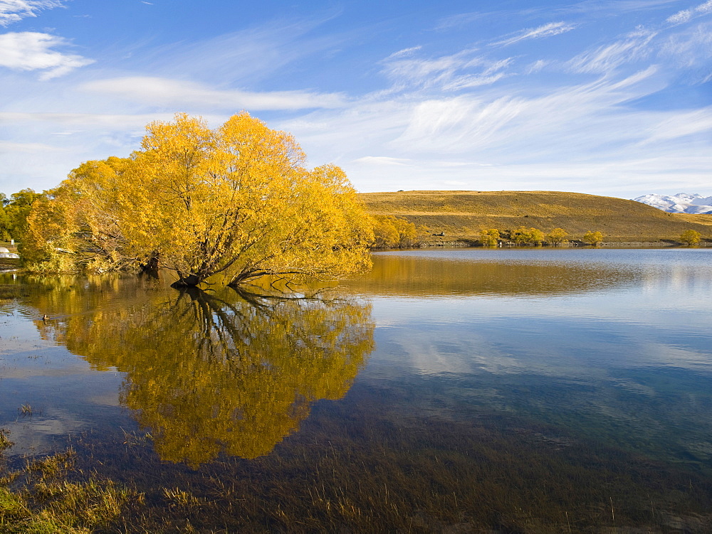 Autumn trees reflected in the still morning water, Lake Alexandrina, Canterbury  Region, South Island, New Zealand, Pacific 