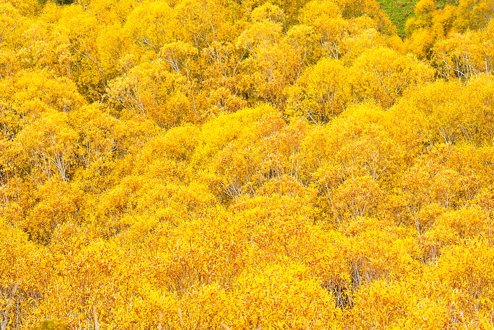 Orange autumn trees on the Lewis Pass, Canterbury Region, South Island, New Zealand, Pacific