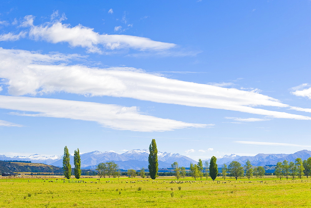 Countryside near Queenstown, Otago, South Island, New Zealand, Pacific 