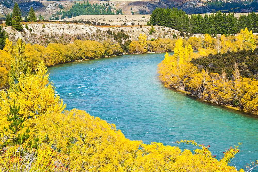 Autumn trees along the Clutha River, Wanaka, South Island, New Zealand, Pacific 