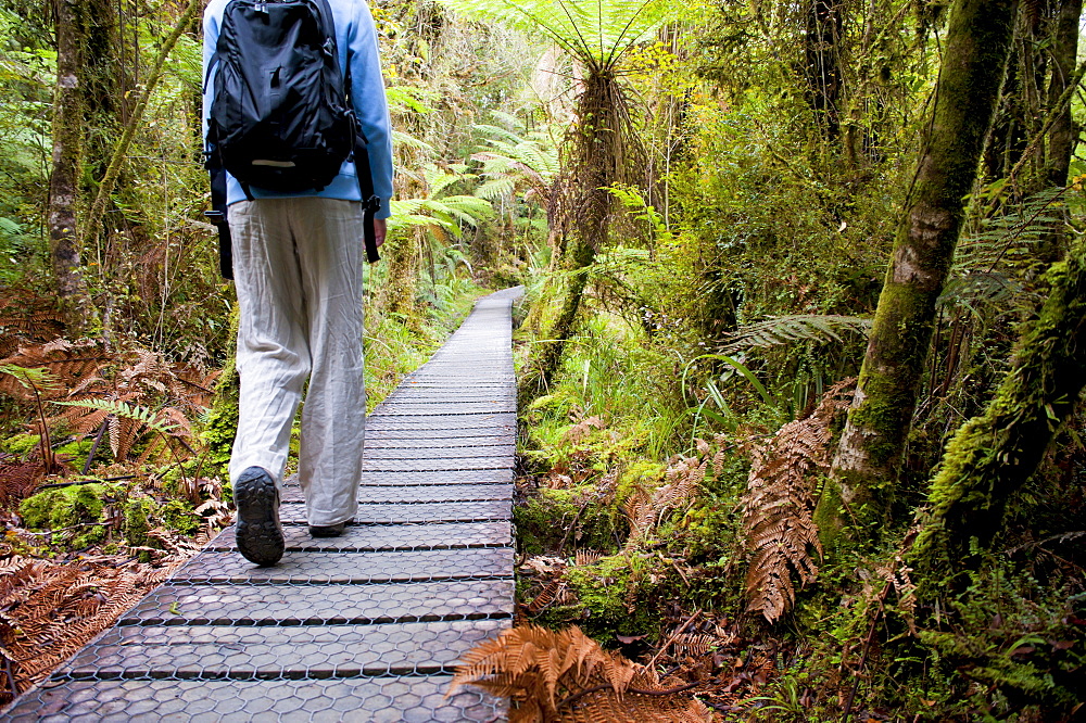 Tourist on the walkway in the forest surrounding Lake Matheson, Westland National Park, UNESCO World Heritage Site, South Island, New Zealand, Pacific 