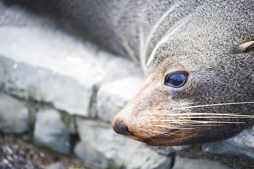 Fur seal at Kaikoura, Canterbury Region, South Island, New Zealand, Pacific 