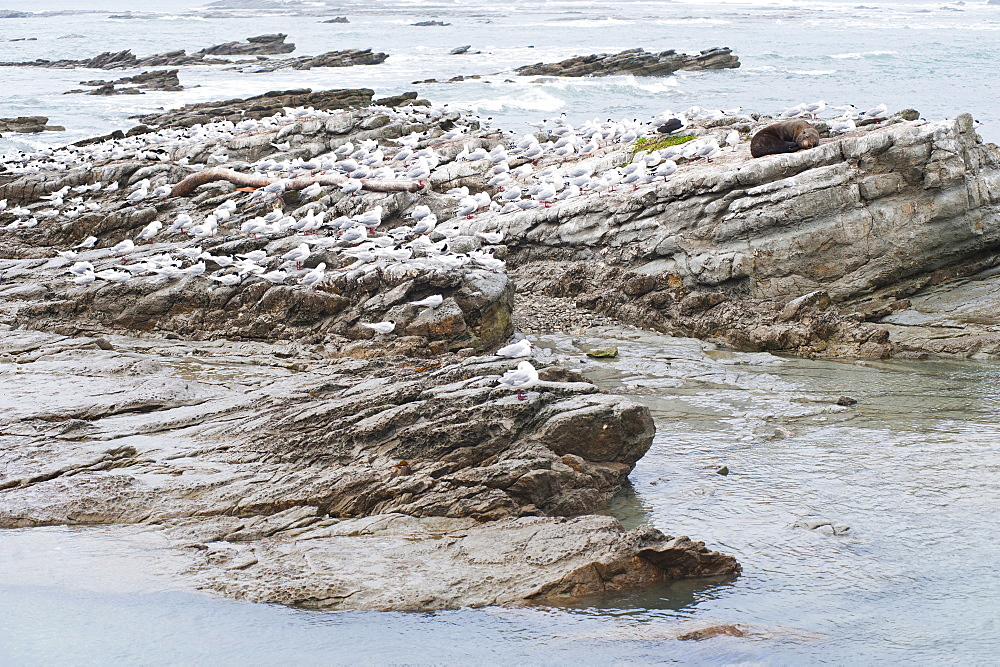 Fur seals surrounded by seagulls at Kaikoura, Canterbury Region, South Island, New Zealand, Pacific 