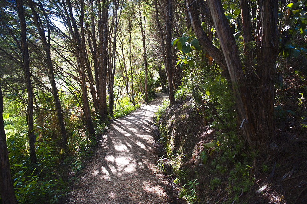 Paths in the rainforest surrounding Pupu Springs (Te Waikoropupu Springs), Golden Bay, Tasman Region, South Island, New Zealand, Pacific 