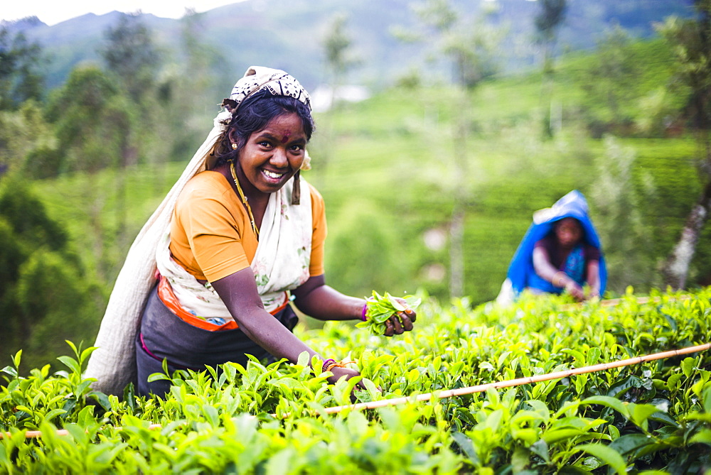 Tea picker in a tea plantation in the Hill Country, Central Highlands, Nuwara Eliya District of Sri Lanka, Asia