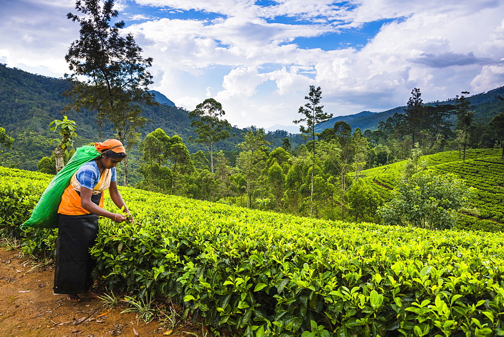 Tea picker in a tea plantation in the Hill Country, Sri Lanka's Central Highlands, Nuwara Eliya District of Sri Lanka, Asia 