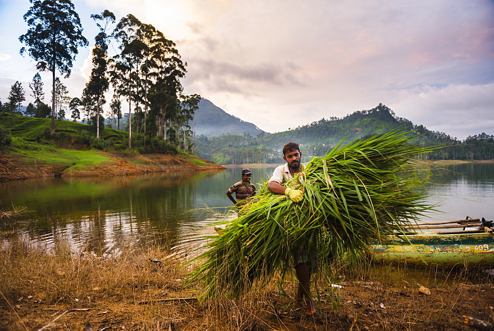 Farmer working in the Nuwara Eliya District, Highlands, Sri Lanka, Asia