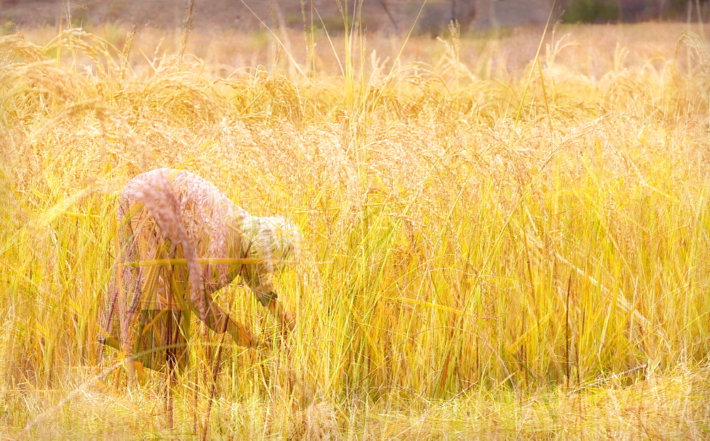 Single woman harvesting rice, Paro, Bhutan, Asia