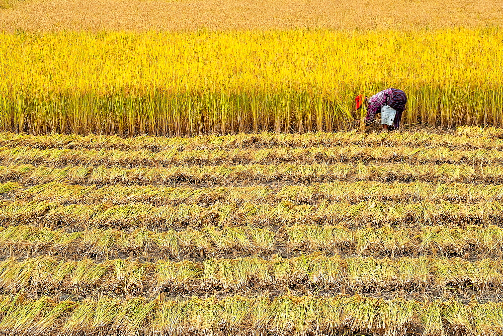 Single woman harvesting rice, Paro, Bhutan, Asia