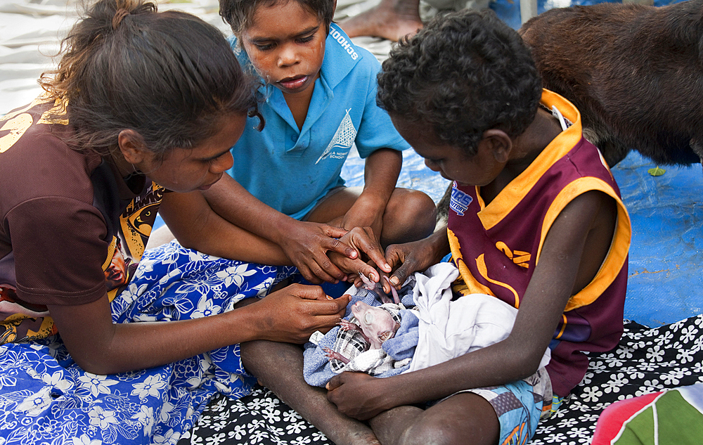 Aboriginal children caring for an orphaned baby kangaroo (joey), Nyinyikay Homeland, East Arnhem Land, Northern Territory, Australia, Pacific