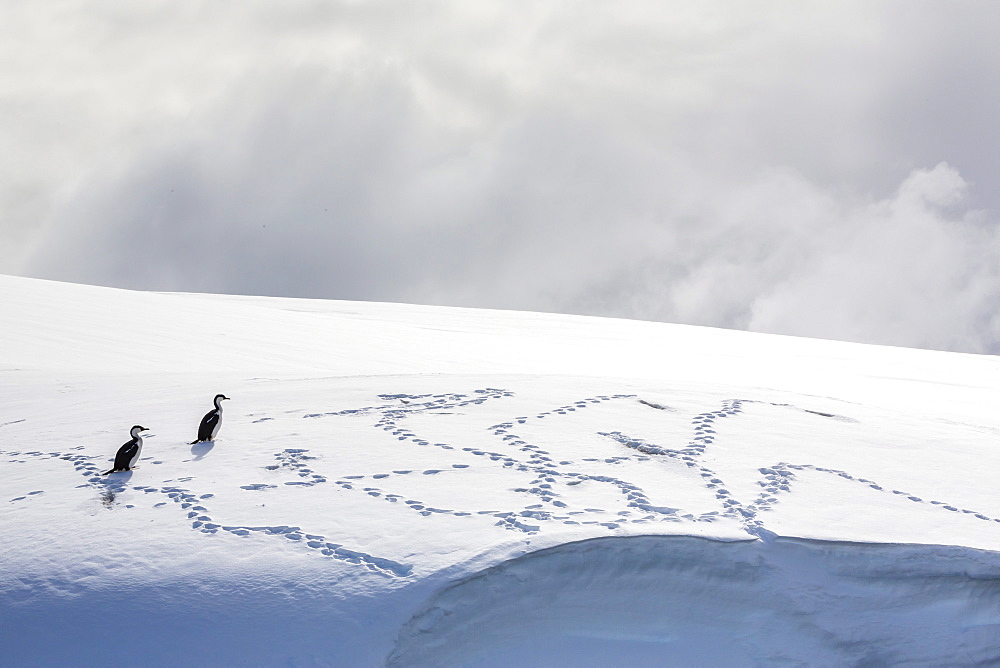 Adult Antarctic shags (Phalacrocorax (atriceps) bransfieldensis) on snow in the Enterprise Islands, Antarctica, Polar Regions