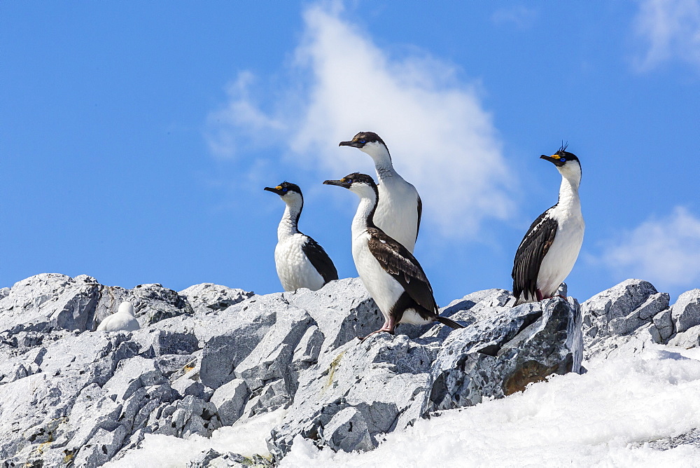 Adult Antarctic shags (Phalacrocorax (atriceps) bransfieldensis), Enterprise Islands, Antarctica, Polar Regions