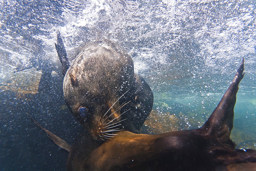 Galapagos fur seal (Arctocephalus galapagoensis) bulls mock-fighting underwater, Genovesa Island, Galapagos Islands, Ecuador, South America