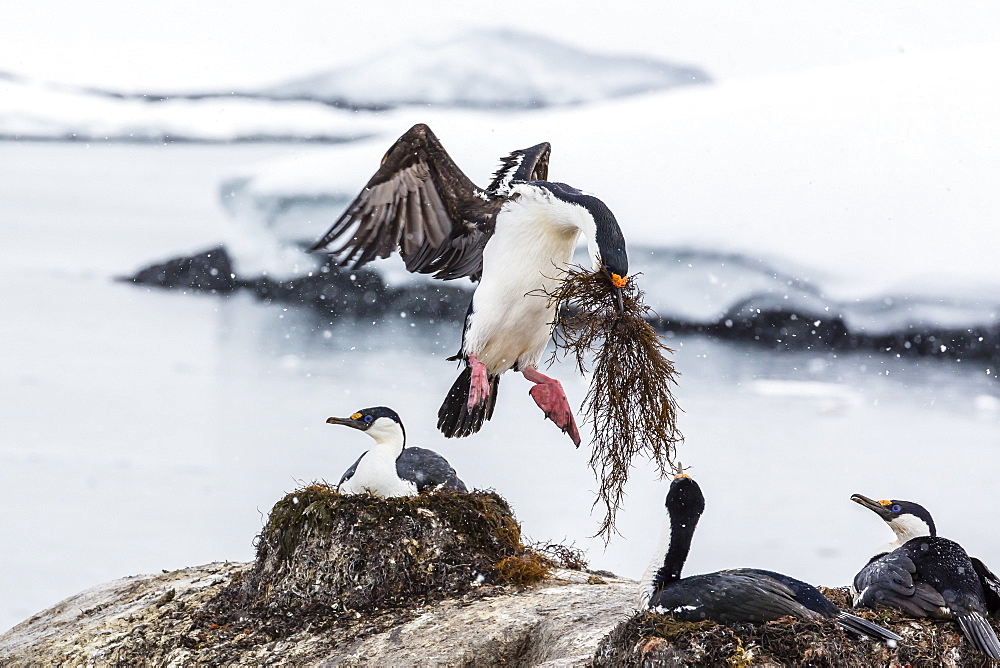 Adult Antarctic shags (Phalacrocorax (atriceps) bransfieldensis), breeding colony on Jougla Point, Weincke Island, Antarctica, Polar Regions