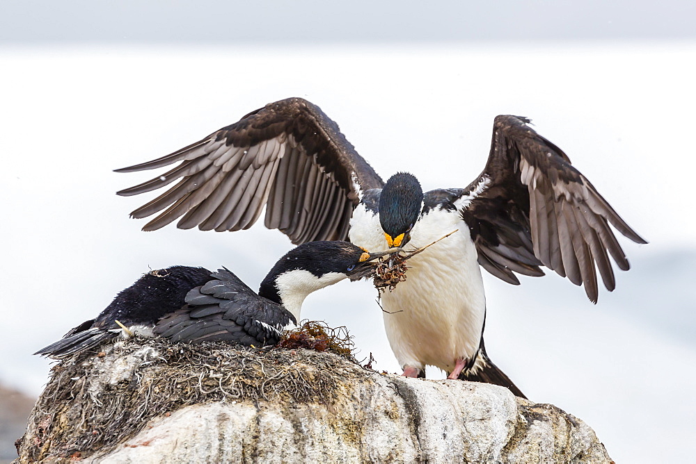 Adult Antarctic shags (Phalacrocorax (atriceps) bransfieldensis), breeding colony on Jougla Point, Weincke Island, Antarctica, Polar Regions