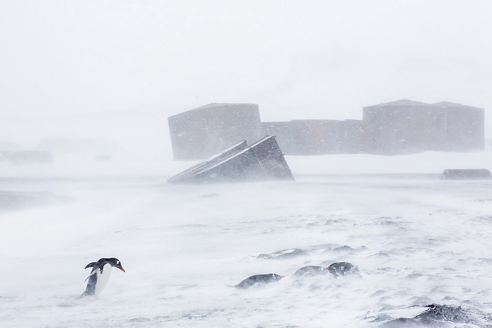 Adult gentoo penguins (Pygoscelis papua) in snow storm, Port Foster, Deception Island, Antarctica, Southern Ocean, Polar Regions