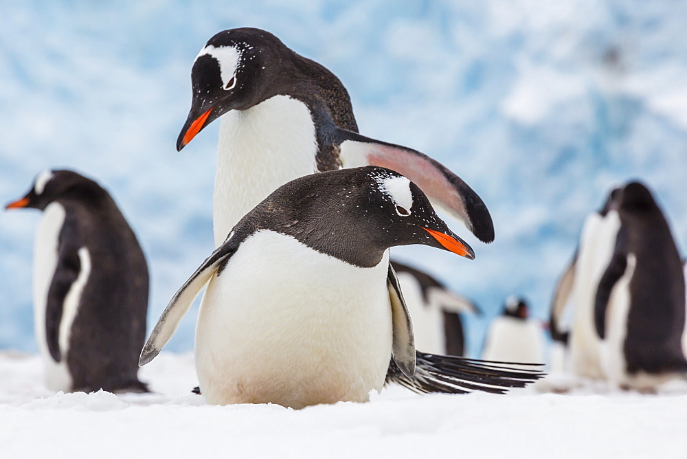 Adult gentoo penguins (Pygoscelis papua) courtship display, Neko Harbor, Antarctica, Southern Ocean, Polar Regions