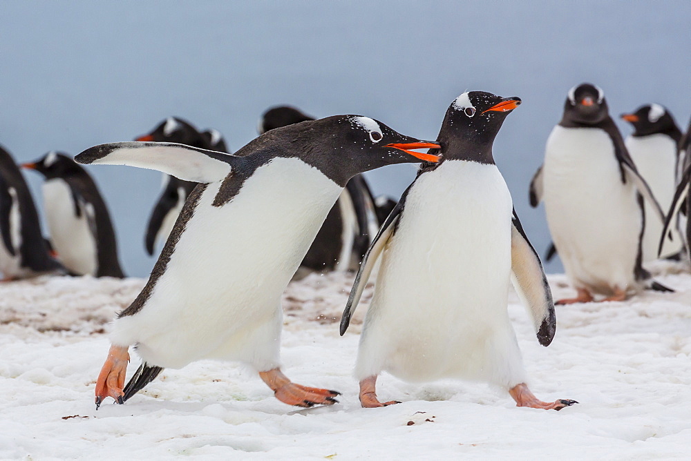 Adult gentoo penguins (Pygoscelis papua) aggression, Neko Harbor, Antarctica, Southern Ocean, Polar Regions