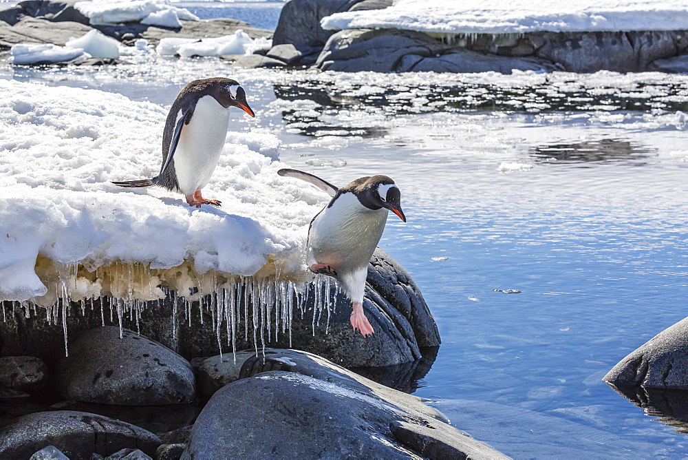 Adult gentoo penguin (Pygoscelis papua) leaping into tide pool at Port Lockroy, Antarctica, Southern Ocean, Polar Regions