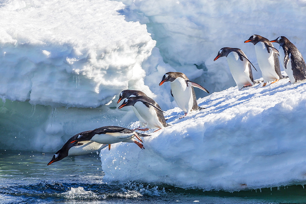 Adult gentoo penguins (Pygoscelis papua) leaping into the sea in Mickelson Harbor, Antarctica, Southern Ocean, Polar Regions