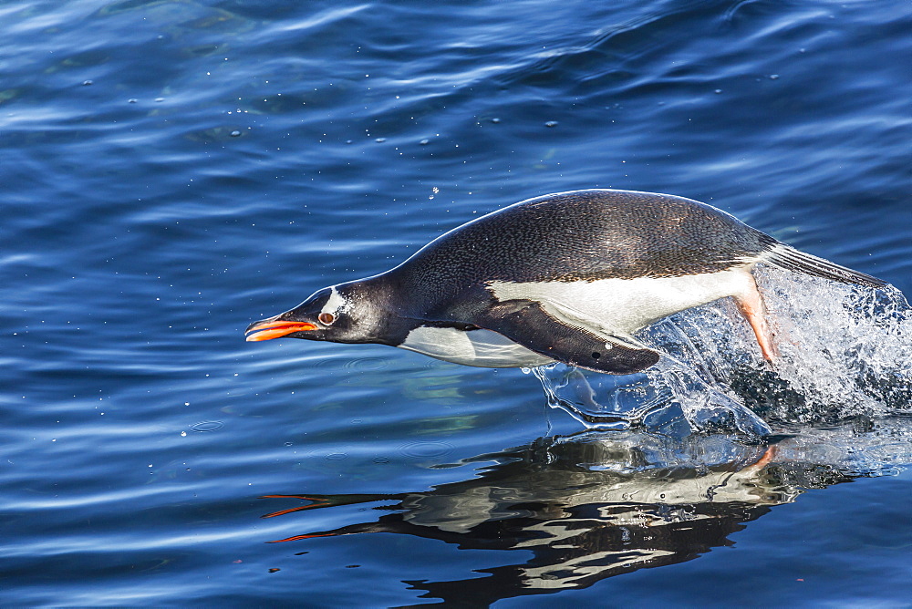 Adult gentoo penguins (Pygoscelis papua) porpoising in Mickelson Harbor, Antarctica, Southern Ocean, Polar Regions