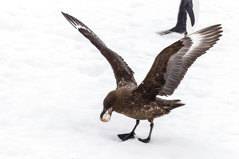 Adult Antarctic skua (Catharacta spp) steals a penguin egg from its parent, Aitcho Island, South Shetland Islands, Antarctica, Southern Ocean, Polar Regions