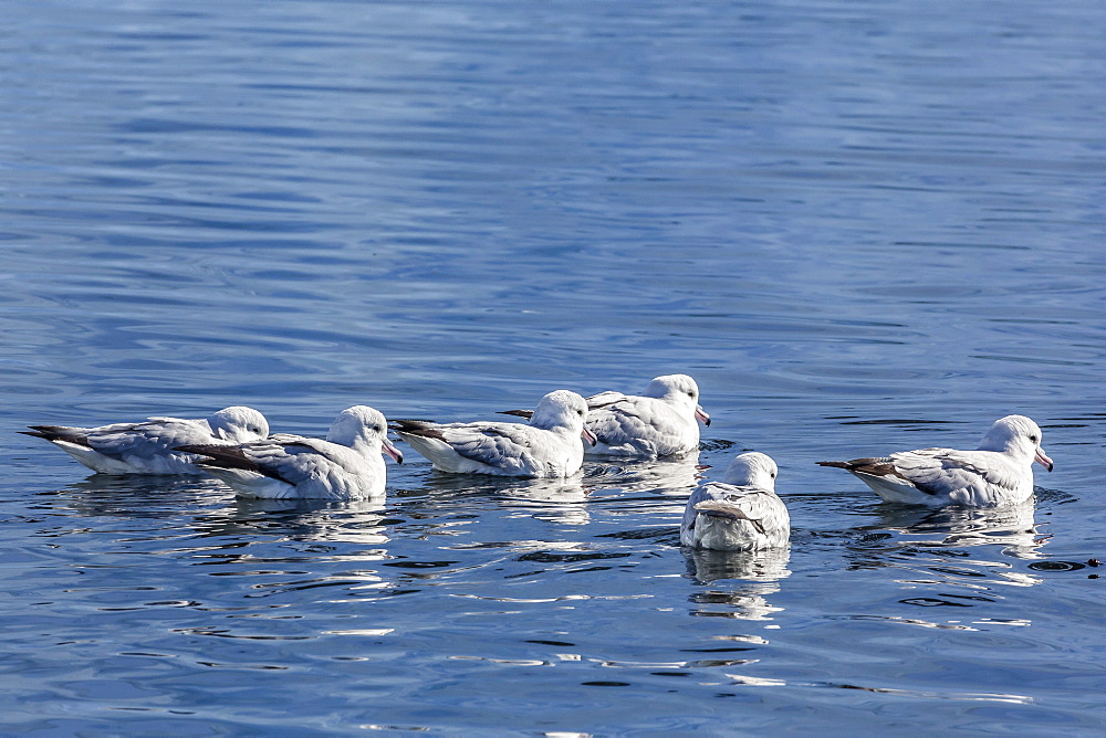 Adult southern fulmar (Fulmarus glacialoides) feeding in calm waters in Paradise Bay, Antarctica, Southern Ocean, Polar Regions