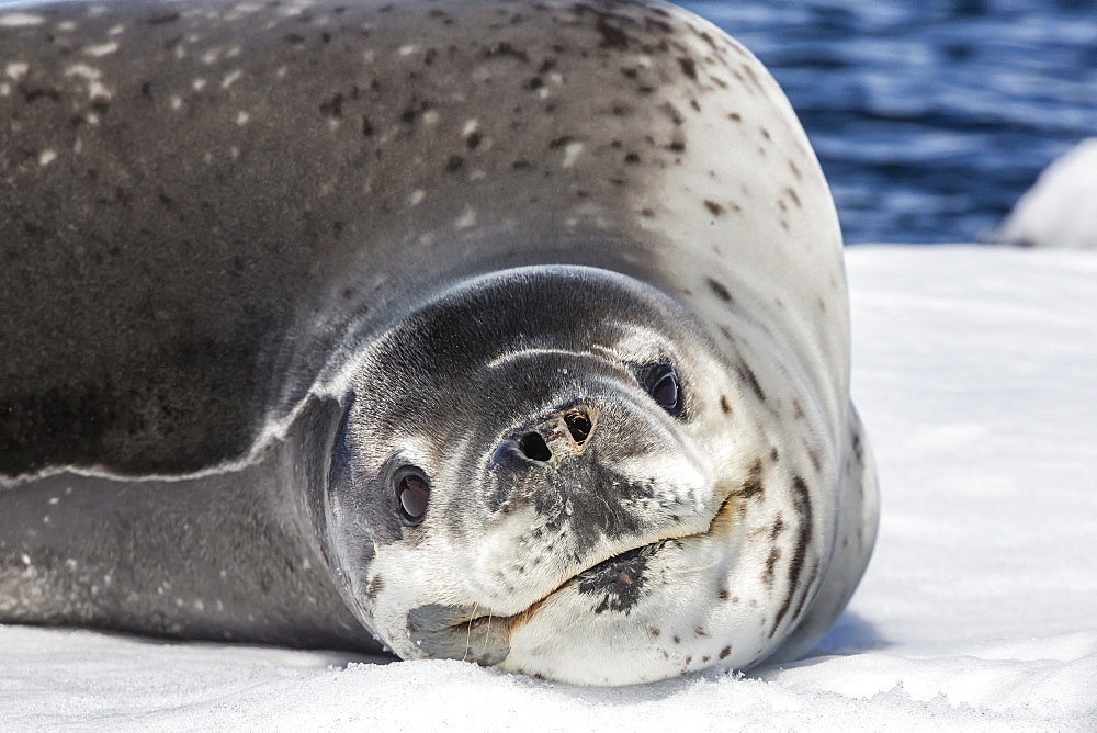 Adult leopard seal (Hydrurga leptonyx), Booth Island, Antarctica, Southern Ocean, Polar Regions