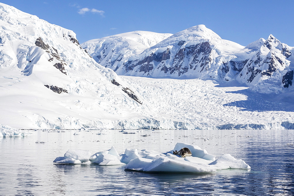 Adult leopard seal (Hydrurga leptonyx), Paradise Bay, Antarctica, Southern Ocean, Polar Regions