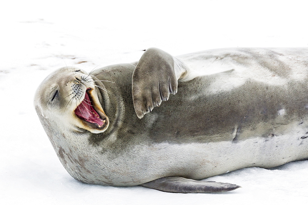 Weddell seal (Leptonychotes weddellii) hauled out on ice at Snow Island, South Shetland Islands, Antarctica, Southern Ocean, Polar Regions