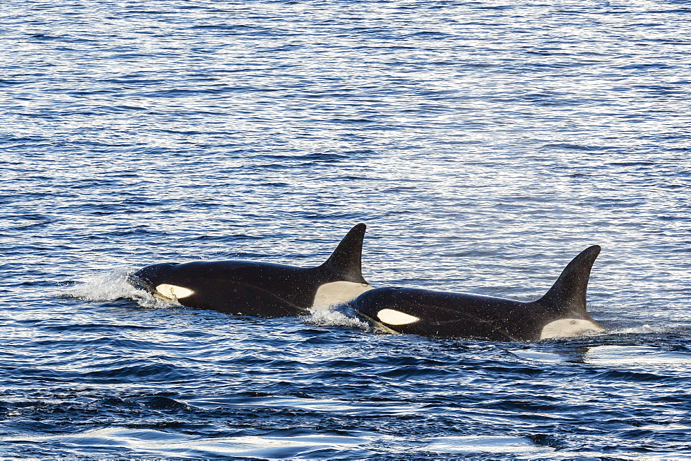 Type A killer whales (Orcinus orca) travelling and socializing in Gerlache Strait near the Antarctic Peninsula, Southern Ocean, Polar Regions