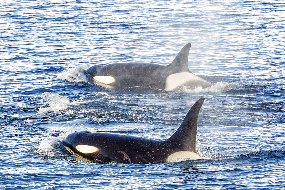 Type A killer whales (Orcinus orca) travelling and socializing in Gerlache Strait near the Antarctic Peninsula, Southern Ocean, Polar Regions