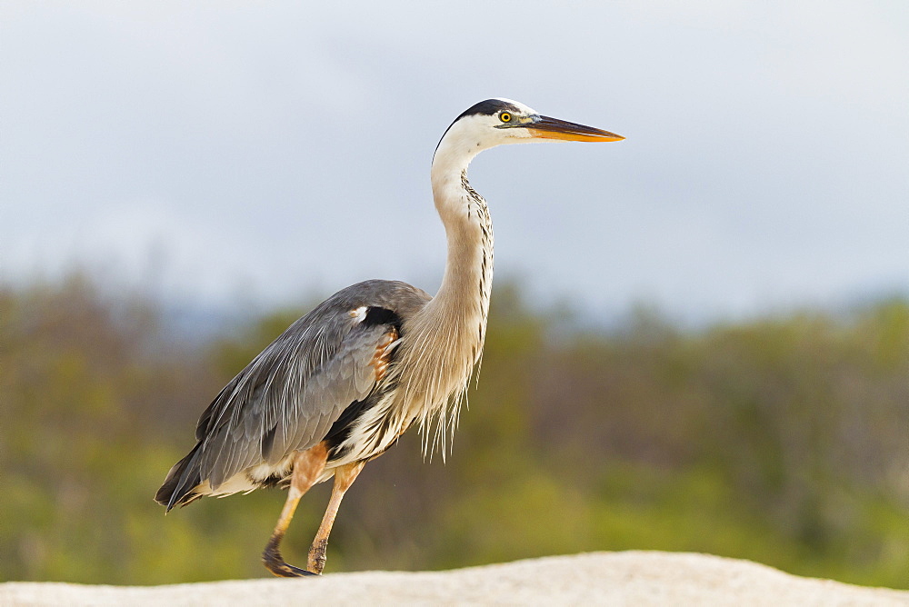 Adult great blue heron (Ardea herodias cognata), Las Bachas, Santa Cruz Island, Galapagos Islands, Ecuador, South America