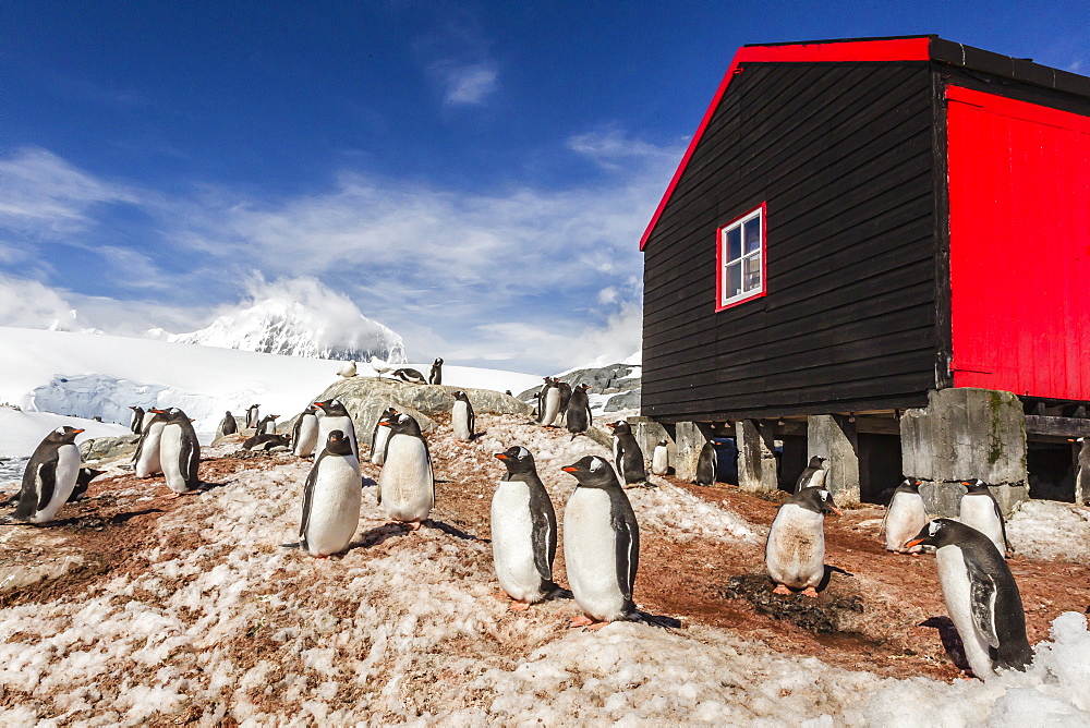 Gentoo penguins (Pygoscelis papua) surround the buildings at Port Lockroy, Antarctica, Southern Ocean, Polar Regions