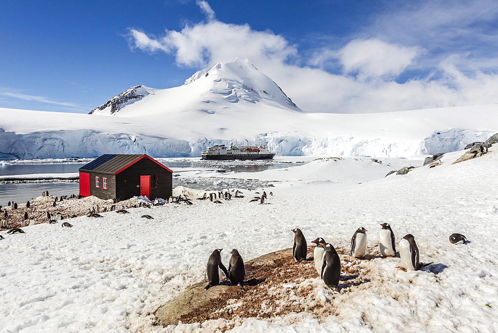 Gentoo penguins (Pygoscelis papua) surround the buildings at Port Lockroy, Antarctica, Southern Ocean, Polar Regions