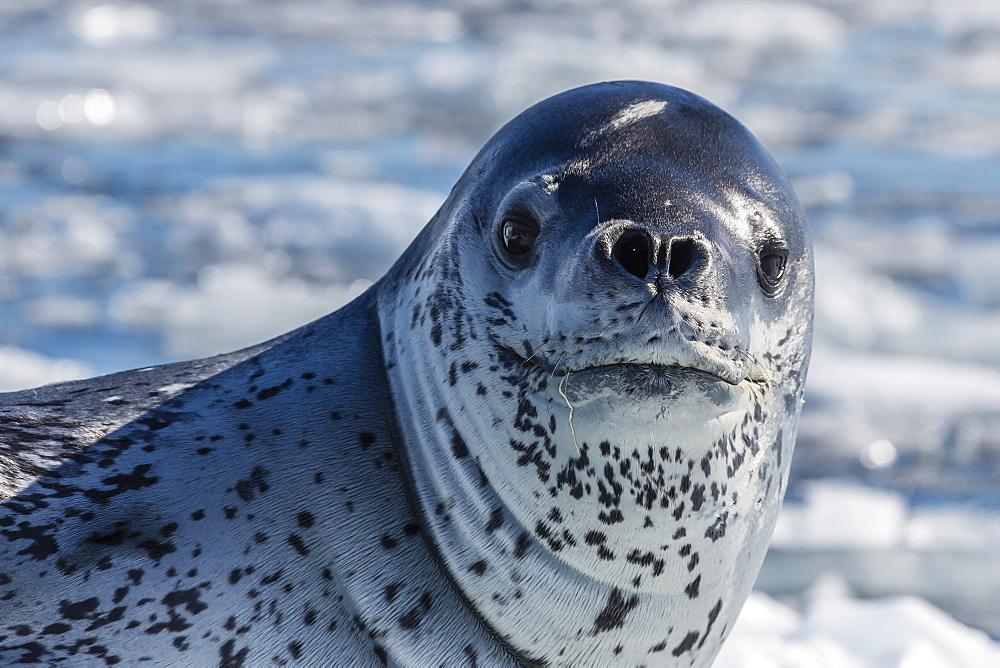 Adult leopard seal (Hydrurga leptonyx) on ice in Cierva Cove, Antarctic Peninsula, Antarctica, Southern Ocean, Polar Regions