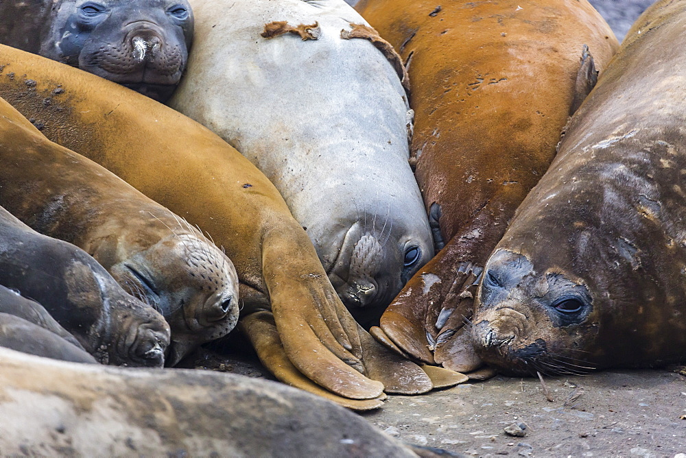 Southern elephant seals (Mirounga leonina), annual catastrophic molt, Hannah Point, Livingston Island, South Shetland Islands, Antarctica, Polar Regions