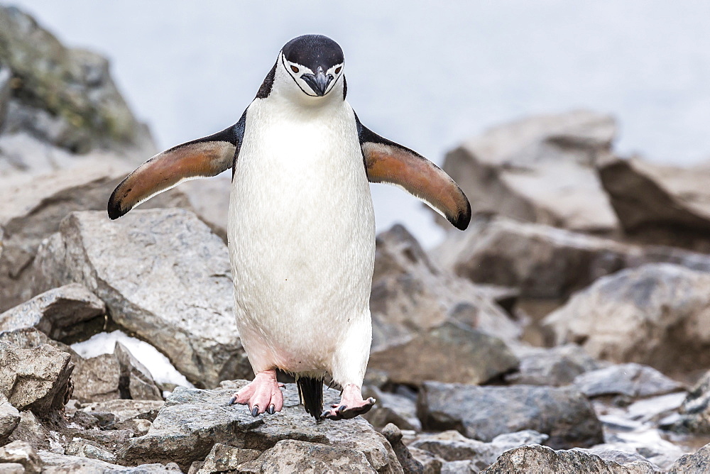 Adult chinstrap penguin (Pygoscelis antarctica), Half Moon Island, South Shetland Islands, Antarctica, Southern Ocean, Polar Regions