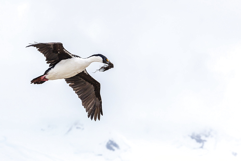 Adult Antarctic shag (Phalacrocorax (atriceps) bransfieldensis), in flight with nesting material, Port Lockroy, Antarctica, Southern Ocean, Polar Regions