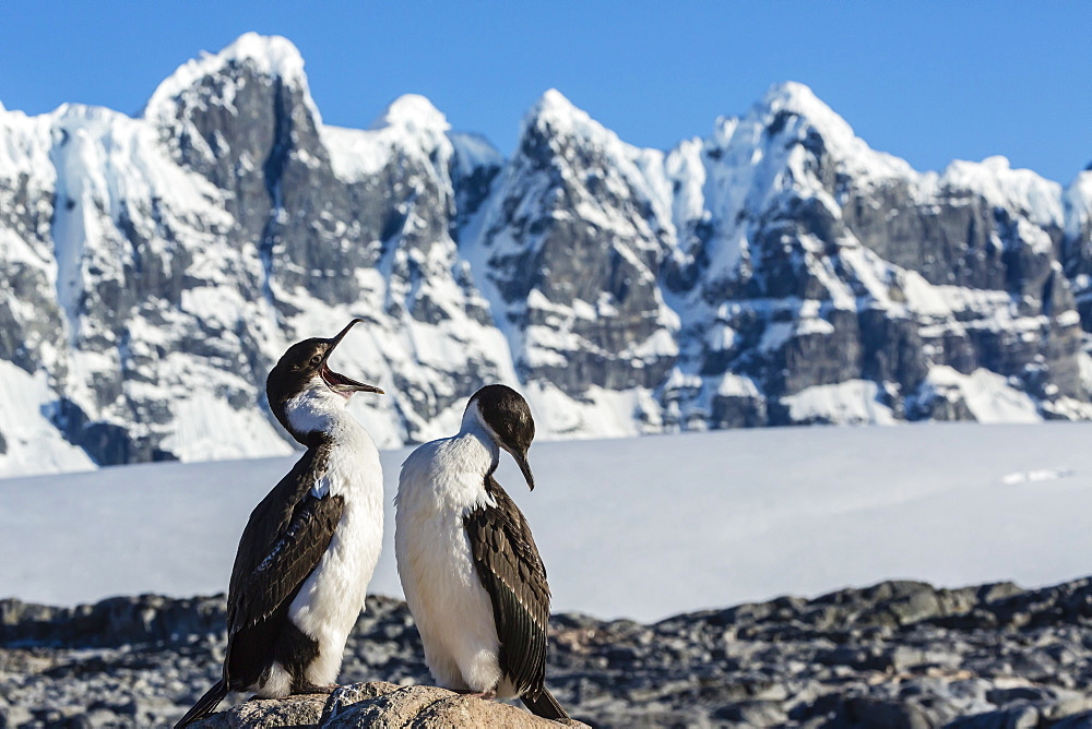 Adult Antarctic shag (Phalacrocorax (atriceps) bransfieldensi) with chick, Jougla Point, Port Lockroy, Antarctica, Southern Ocean, Polar Regions