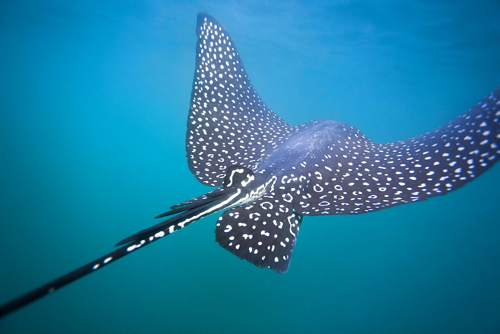 Spotted eagle ray (Aetobatus narinari) underwater, Leon Dormido Island, San Cristobal Island, Galapagos Islands, Ecuador, South America