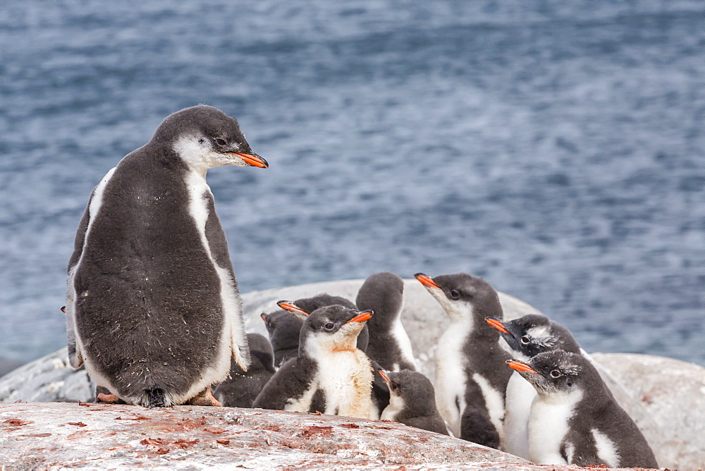 Gentoo penguin (Pygoscelis papua) chicks creche, Jougla Point, Wiencke Island, Antarctica, Southern Ocean, Polar Regions, Polar Regions