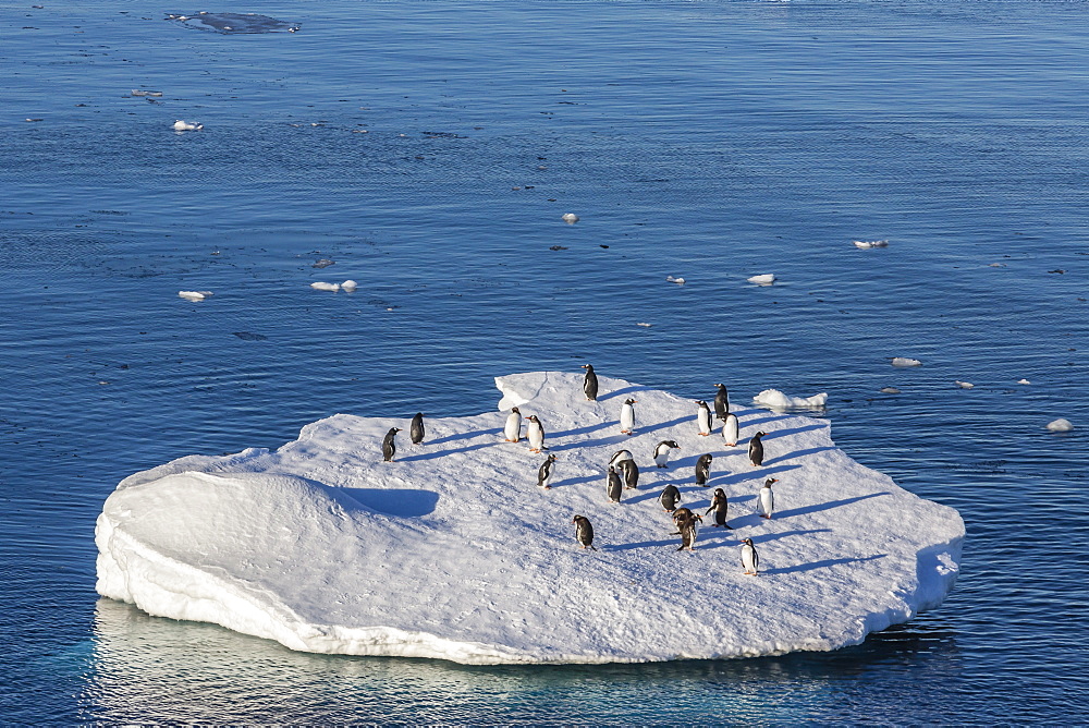 Adult gentoo penguins (Pygoscelis papua) on ice floe in the Errera Channel, Antarctica, Southern Ocean, Polar Regions