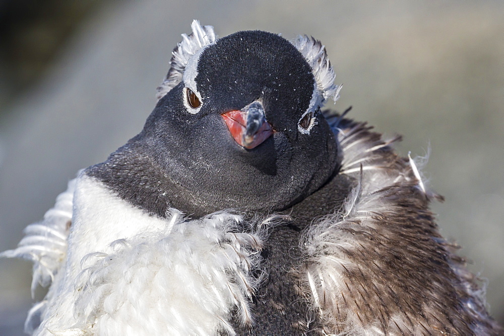 Adult gentoo penguin (Pygoscelis papua) moulting, Jougla Point, Wiencke Island, Antarctica, Southern Ocean, Polar Regions