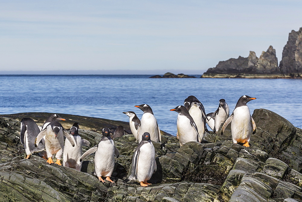 Adult gentoo penguins (Pygoscelis papua) and chinstrap penguins (Pygoscelis antarctica), Elephant Island, Antarctica, Southern Ocean, Polar Regions