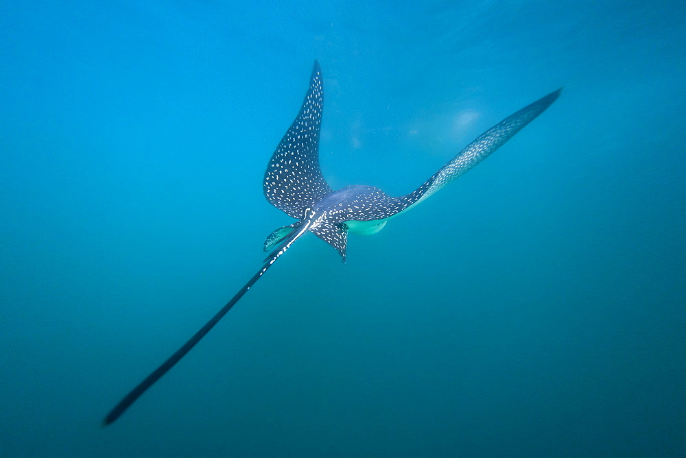 Spotted eagle ray (Aetobatus narinari) underwater, Leon Dormido Island, San Cristobal Island, Galapagos Islands, Ecuador, South America