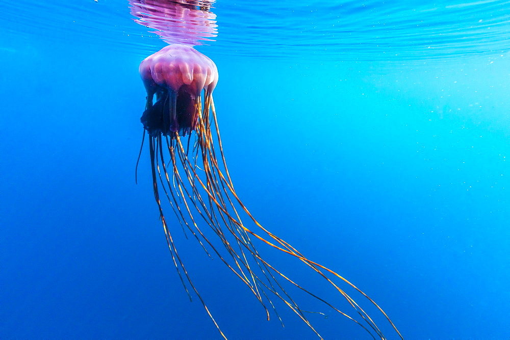 Unidentified large jellyfish in brash ice, Cierva Cove, Antarctica, Southern Ocean, Polar Regions