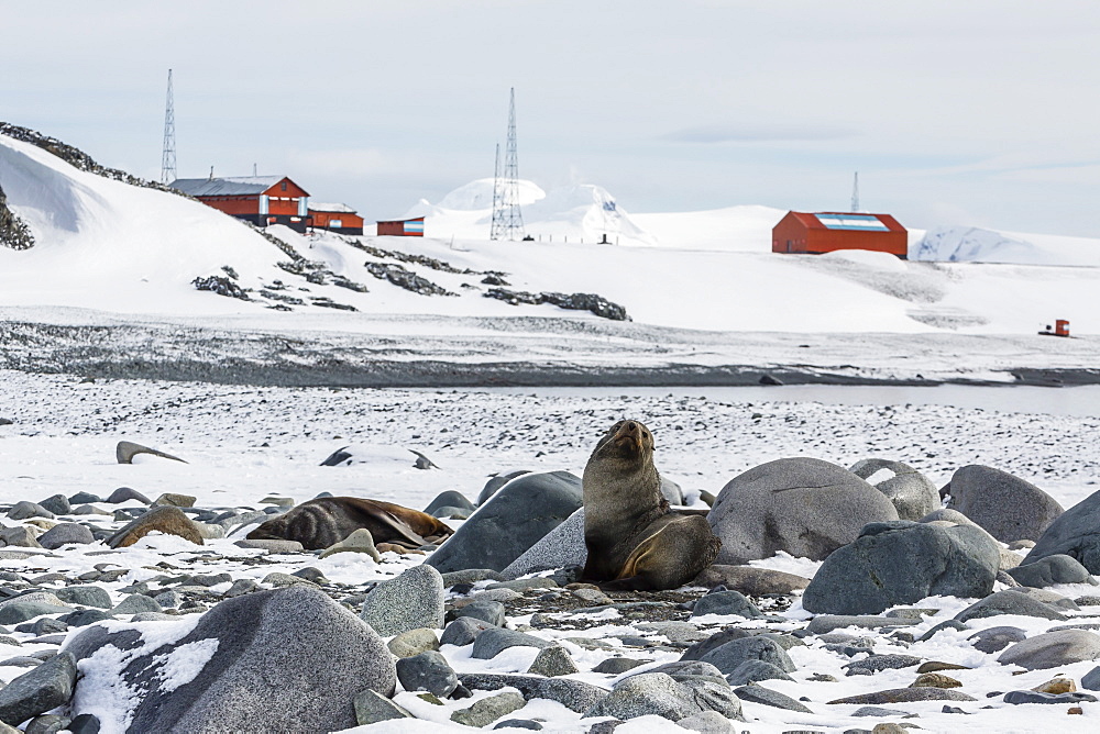 Adult Antarctic fur seals (Arctocephalus gazella), Half Moon Island, South Shetland Islands, Antarctica, Southern Ocean, Polar Regions