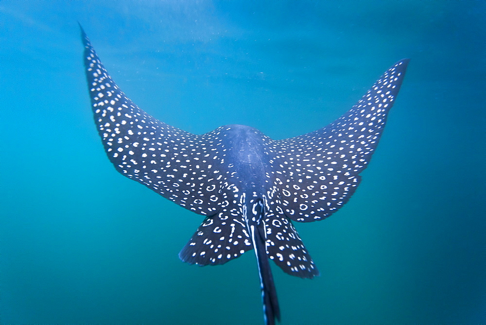 Spotted eagle ray (Aetobatus narinari) underwater, Leon Dormido Island, San Cristobal Island, Galapagos Islands, Ecuador, South America